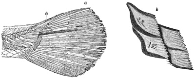 Fig. 208.