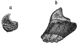 Fig. 264.