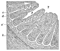 Fig. 302.