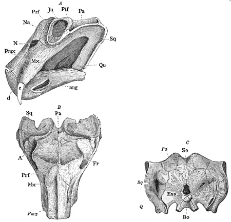 Fig. 336.