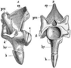 Fig. 351.