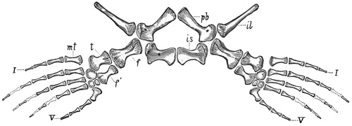 Fig. 353.