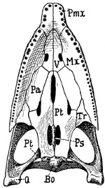 Fig. 383.