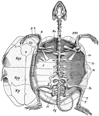 Fig. 392.