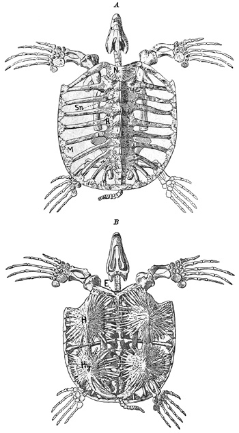 Fig. 399.