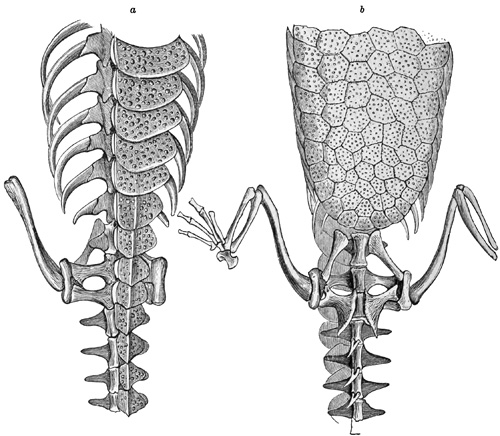 Fig. 415.