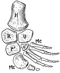 Fig. 416.