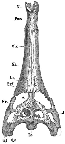 Fig. 420.