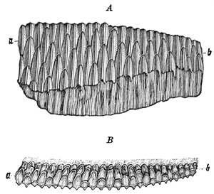 Fig. 441.