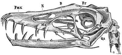 Fig. 448.