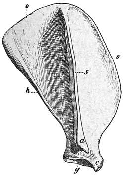 Fig. 478.