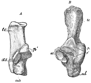 Fig. 487.