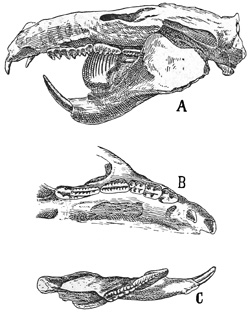 Fig. 504.