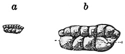 Fig. 505.