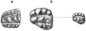 Fig. 506.