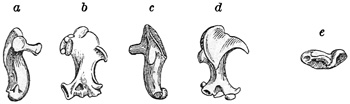 Fig. 527.