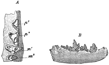 Fig. 548.