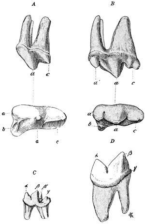 Fig. 549.