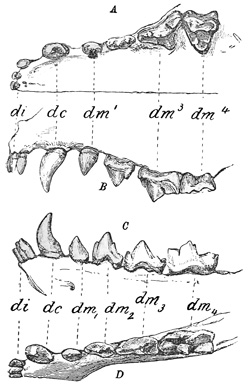 Fig. 550.