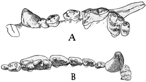 Fig. 554.