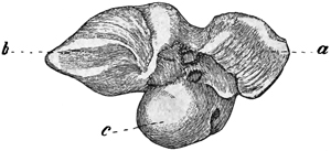 Fig. 571.