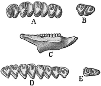 Fig. 601.