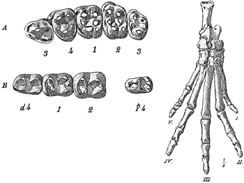 Fig. 604.