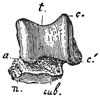 Fig. 615.