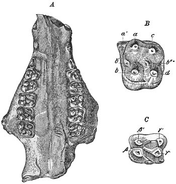 Fig. 633.