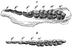 Fig. 669.