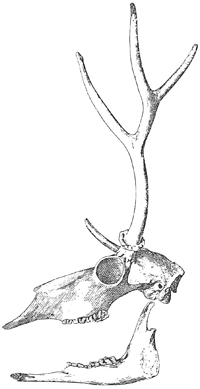 Fig. 694.