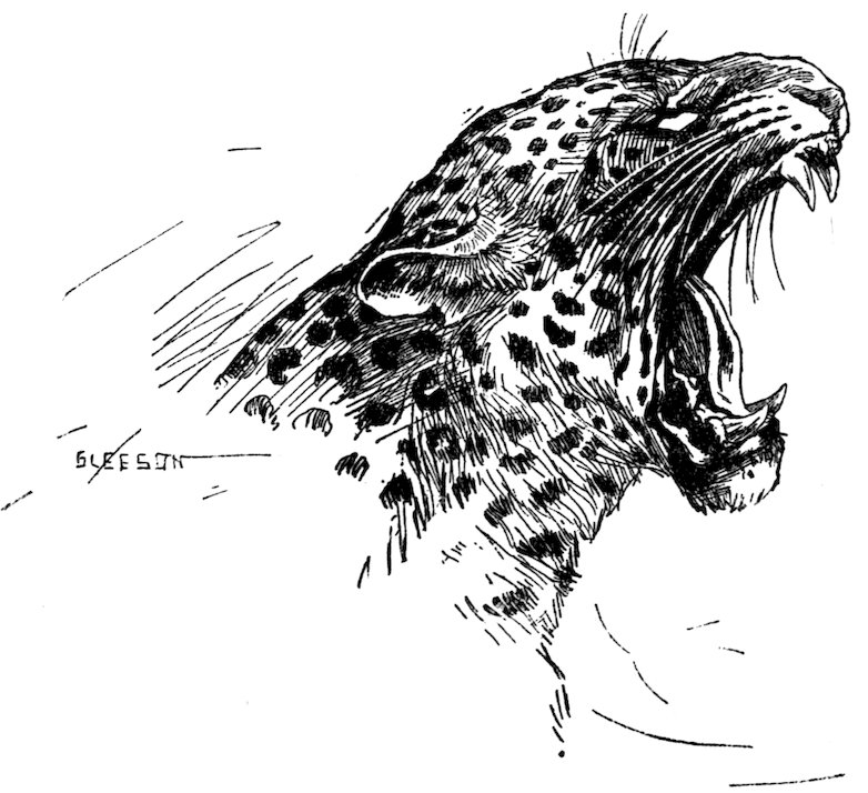 [Leopard]