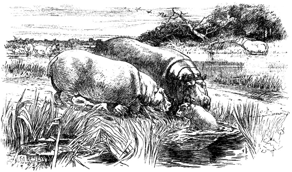 [Hippopotamus]