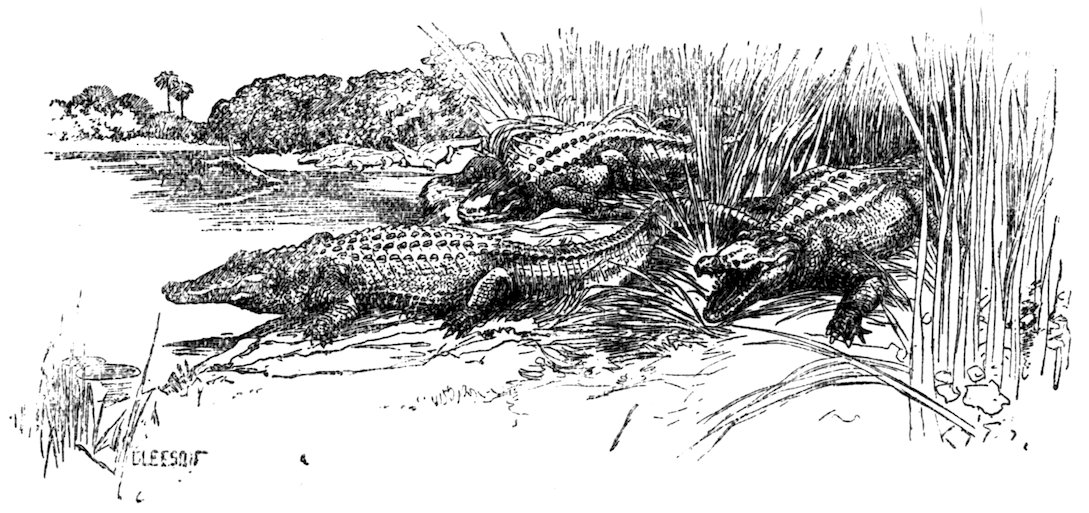 [Crocodiles]