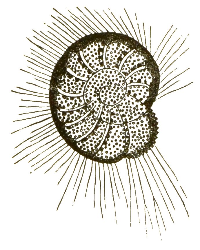 Polystomella