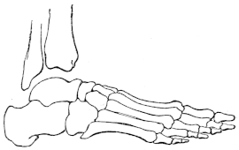 Bones of the foot