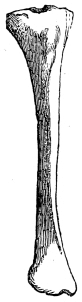 Front view of tibia