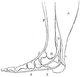 Muscles and tendons that raise the heel