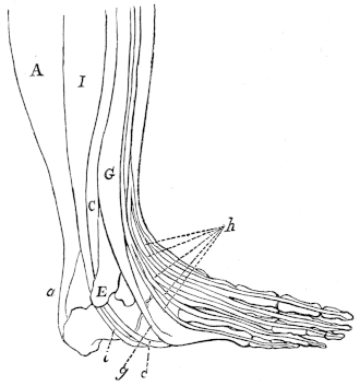 Muscles and tendons that raise the toes