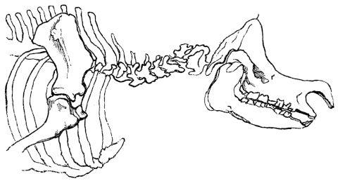 Rhinoceros skull, neck and shoulder girdle