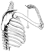 Side view of human shoulder, arm and chest