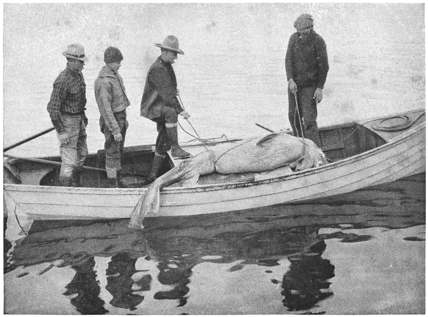 We Get a Basking Shark at Holsteinsborg.