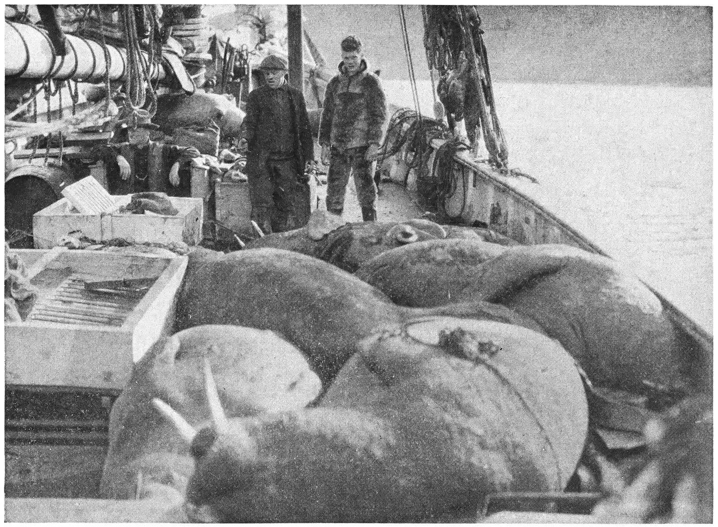 Walrus on Deck. All the Meat Went to the Eskimos, the Skeletons and Hides to the Museum.