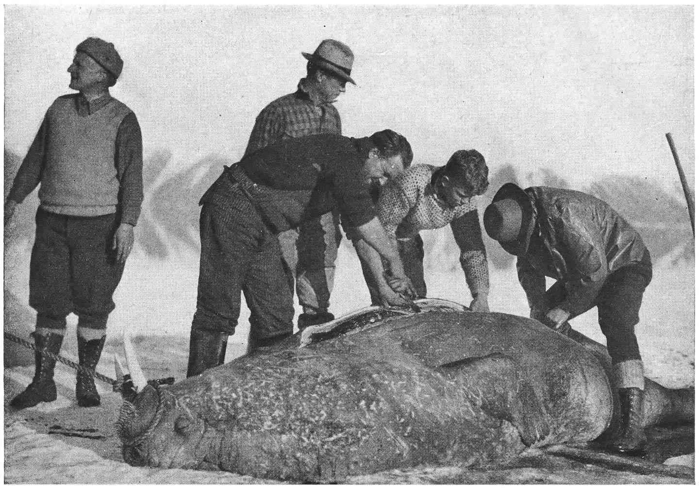 Dressing a Walrus. Left to Right: Dan, Joe, Art, David and Carl.