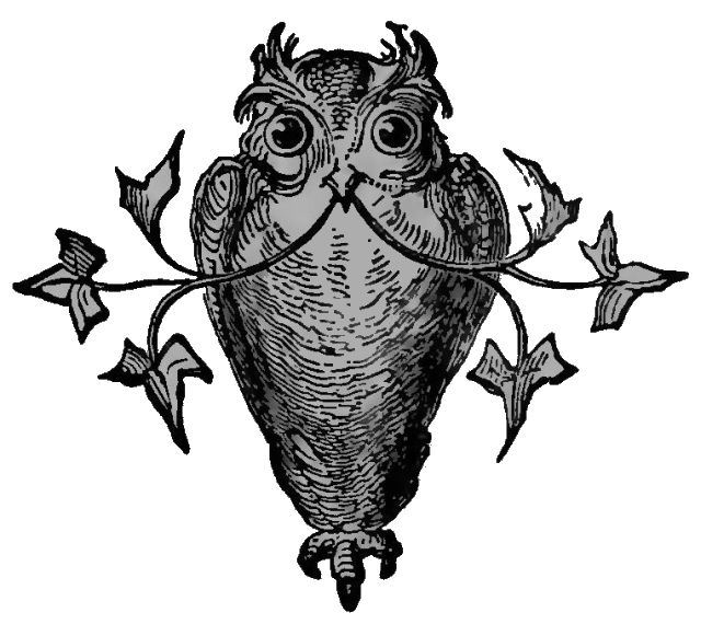 owl