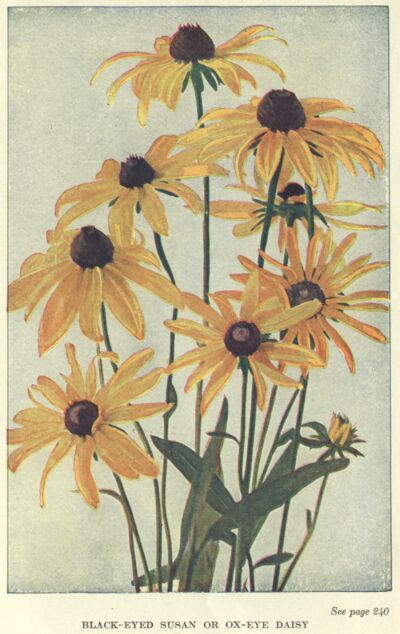 Black-eyed Susan