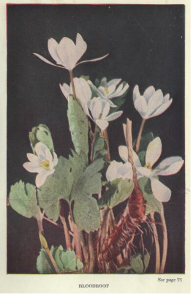 Bloodroot