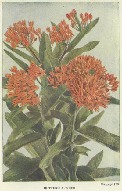 Butterfly Weed