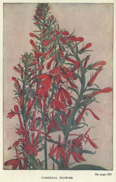 Cardinal Flower