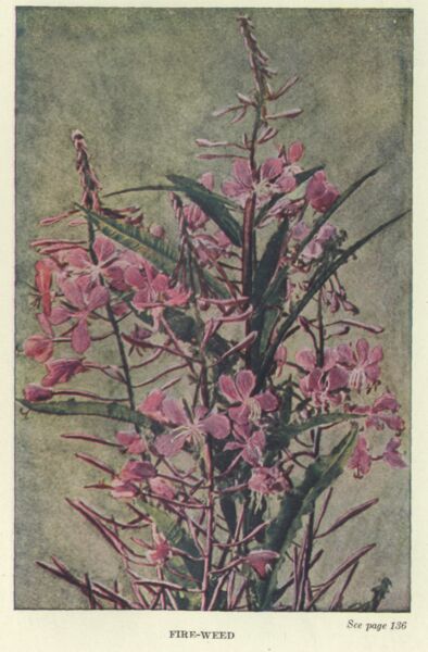 Fireweed